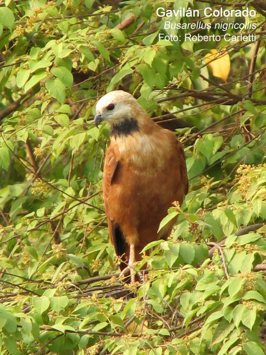 Audubon_VZLA's tweet photo. #Gavilán Colorado
#BusarellusNigricollis
#BlackCollaredHawk
Foto: #RobertoCarletti
#ConociendoLasAvesDeVenezuela
https://t.co/KgF47icNkC https://t.co/HUzfrgTyPu