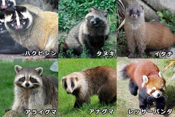Twitter 上的 井澤巧麻 Takuma Isawa この間ハクビシンのような タヌキのような動物を見かけた どっちだろうと思って画像検索したけどわからなかった笑 このあたり全部可愛い T Co Dagpvxfij3 Twitter
