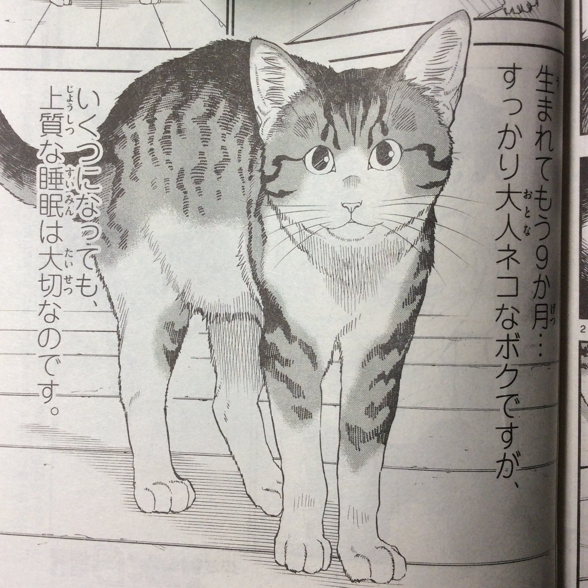 ট ইট র 灘谷航 猫暮らしのゲーマーさん 1 6巻発売中 サンデーs 11月号に ねこったけ 12話目載っています 今回は主人公の飼い猫トラのお話です どうぞよろしくお願いします ট ইট র 灘谷航 猫暮らしのゲーマーさん 1 6巻発売中 サンデーs 11月号に ねこったけ 12話目載っています 今回は主人公の飼い猫トラのお話です どうぞよろしくお願いします