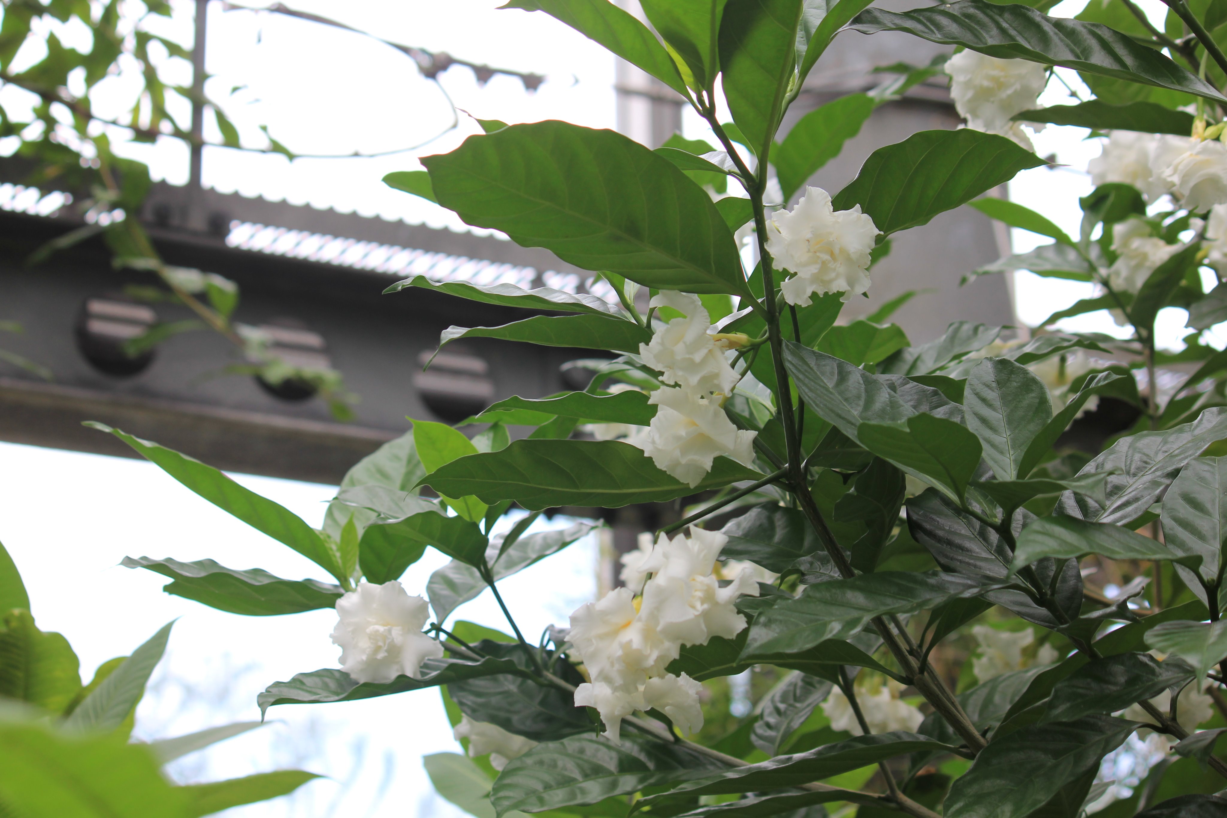 Twitter 上的 咲くやこの花館 熱帯花木室にてヤエサンユウカが開花中です 英名は Crape Jasmine クレープジャスミン と呼ばれ Crapeは 縮れた という意味とのこと 夜にはいい香りをさせるそうです 花言葉の 清楚 の通り 凛とした白いお花が印象的