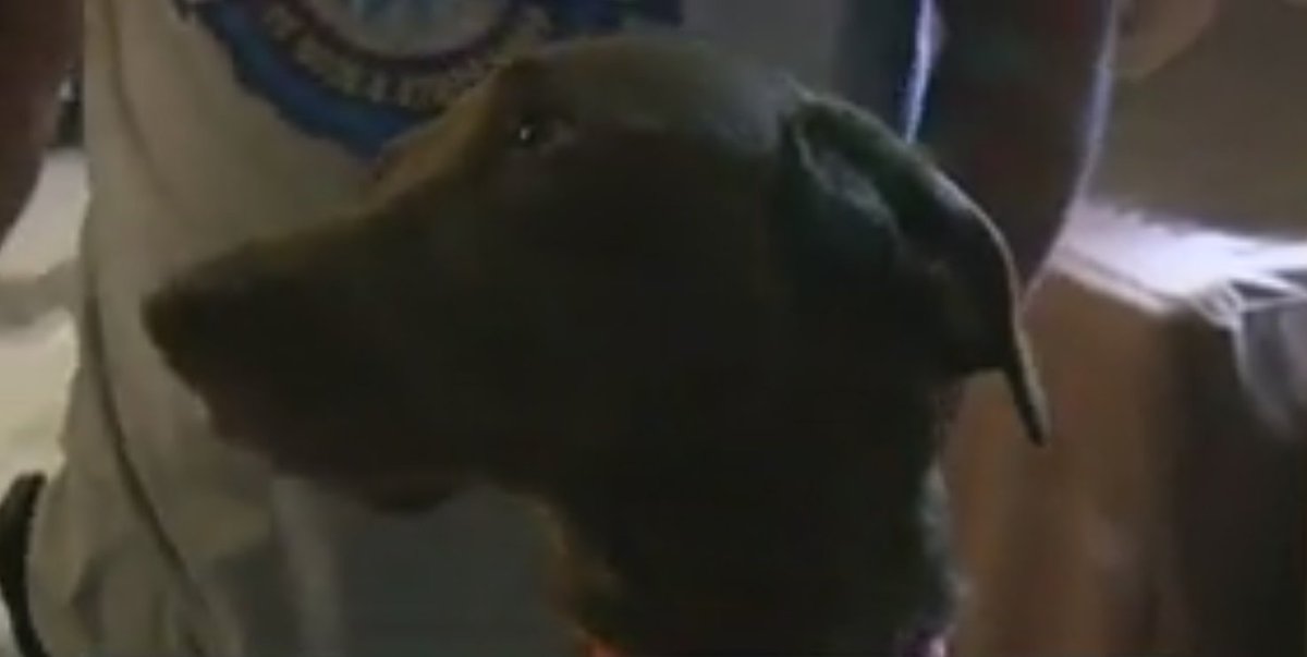 Dog stabs woman with a knife bit.ly/2dojUB8?utm_me… https://t.co/wom3F82vsX