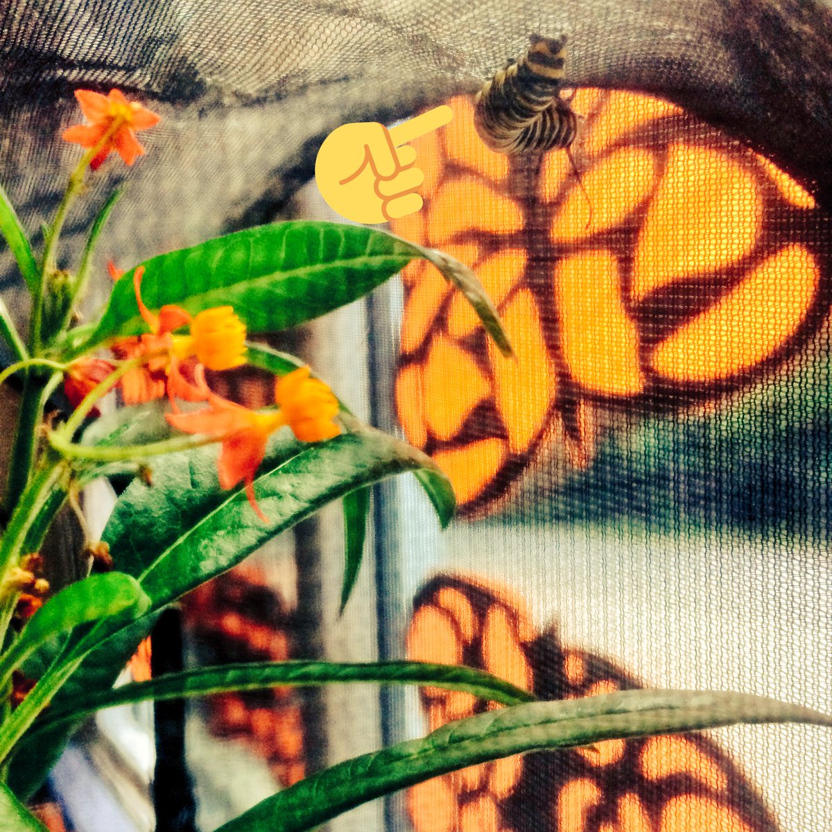 Mrs_Bissell_'s tweet photo. Hoping to see this little π in chrysalis form on Monday. Only time will tell... #MonarchMetamorphis #SCDSBScience https://t.co/4lBzrsn6FO