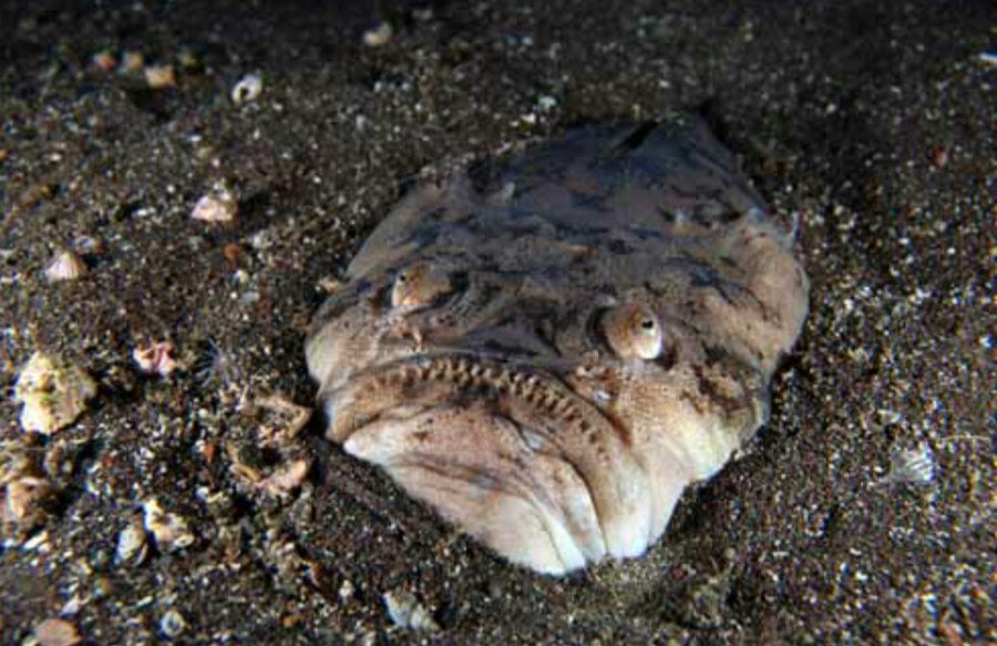 スターゲイザーっていうかっこいい名前の魚がいる お魚図鑑の写真に衝撃 Twitter で話題に ガジェット通信 Getnews