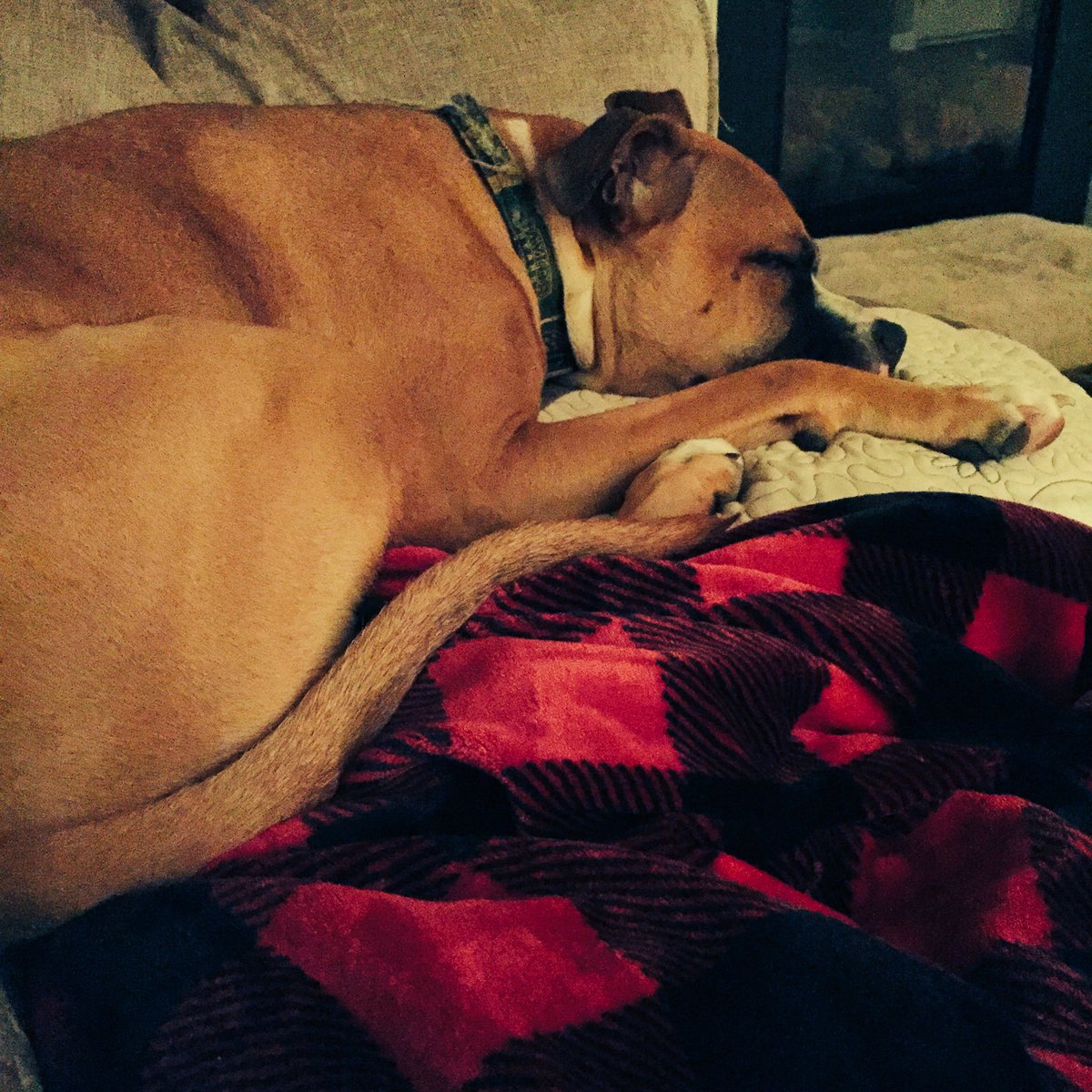 DallasTheDoggie's tweet photo. Mom brought home this Christmas blanket.  I claimed it. https://t.co/pbnUv4rL4d