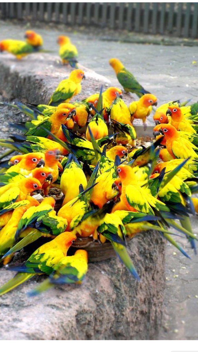 Seher vakti dua vakti Yaradanına yaklaşma vakti  kuşlar bile toplanmışlar düşmana  ayaza soğuğa karşı birliklerini kurmuşlar kenetlenmişler