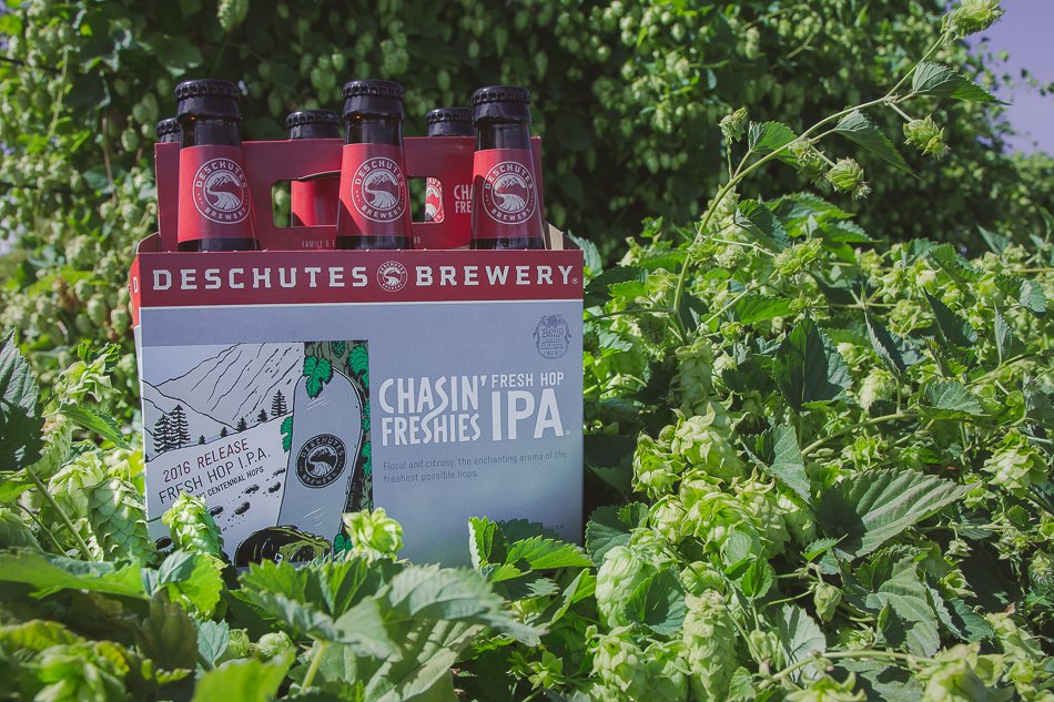 DeschutesBeer's tweet photo. Anyone else love this time of year &amp; the abundance of Fresh Hop beers?! Chase down some freshies at a store or pub near you. https://t.co/DtkcYqAlXY