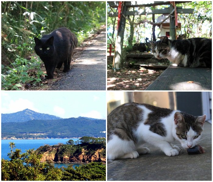 カメラ仲間の友人があの有名な田代島に行ってきたらしく今この記事読んでるなう(ﾟДﾟ)

⇒猫の手を借りて復興した猫島「田代島」に行って来た
 