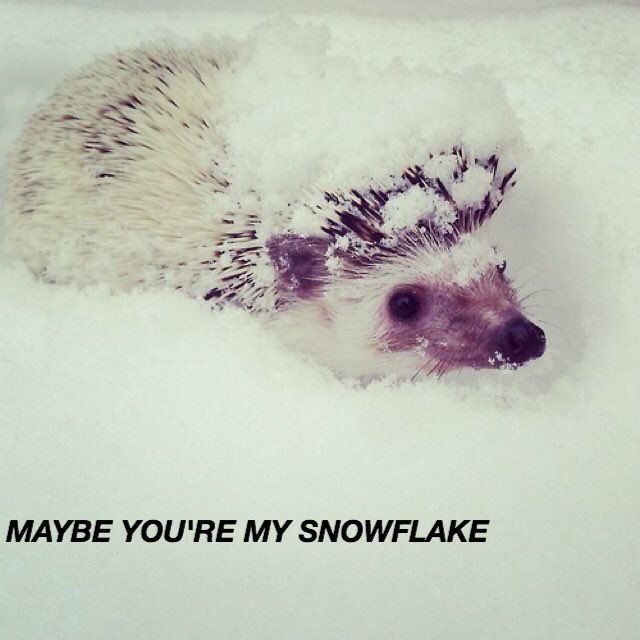 HEDGEHOGLYRICS's tweet photo. wake me up - ed sheeran https://t.co/06bNsLq3My