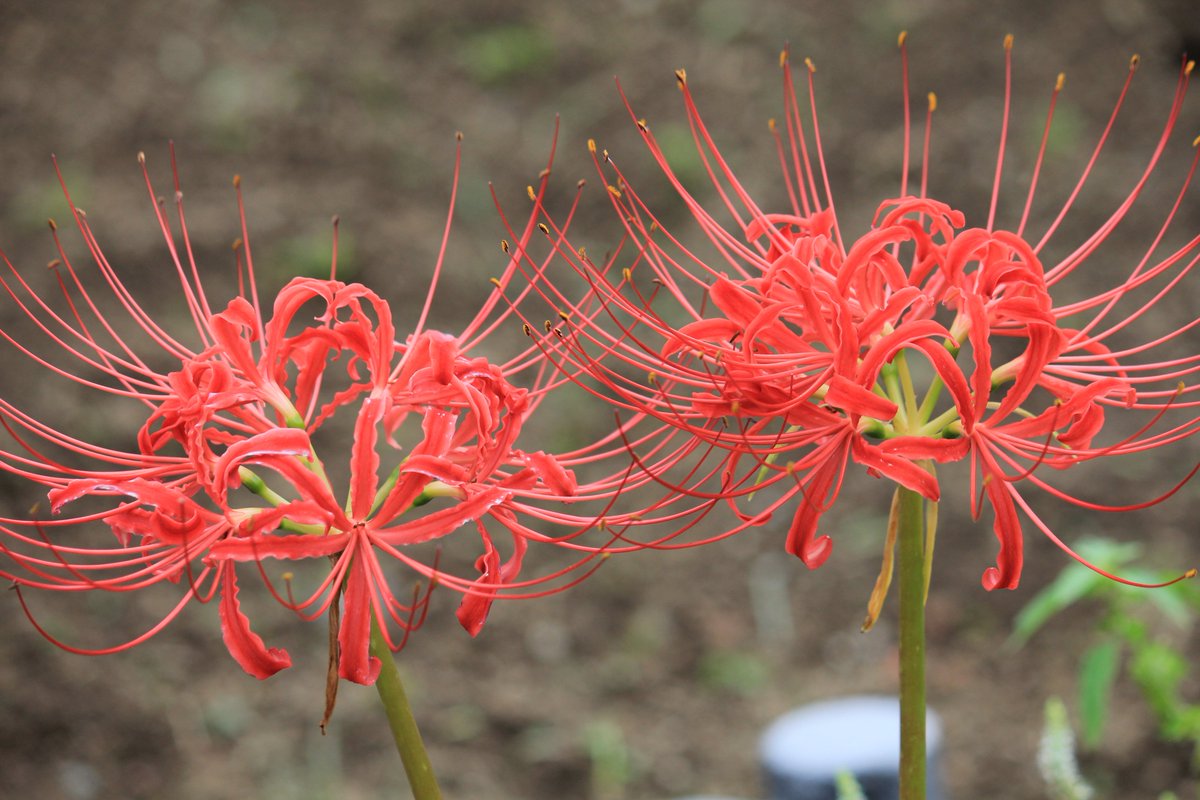 تويتر 咲くやこの花館 على تويتر 秋と言えばこのお花 和名 ヒガンバナ 彼岸花 別名 曼珠沙華 リコリス が見頃を迎えております 花言葉は 情熱 再会 転生 想うはあなた一人 有毒であまり良い印象が無いですが めでたい兆しとされる事もあるそうです