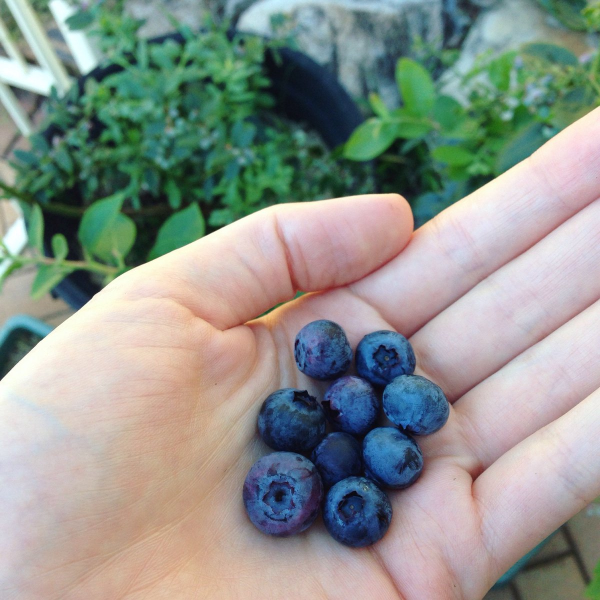 juliafinnane's tweet photo. Finally a (tiny) handful of blueberries are ripe at the same time! It's a slow but delicious process 🌿 #organicgardening #growyourownfood https://t.co/KBysbNmFeW