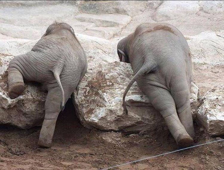 Save the Elephants tweet media