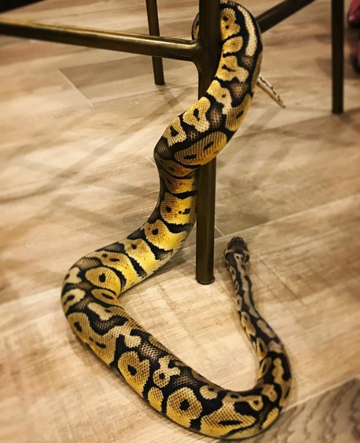 museists's tweet image. Dom on insta: "Cinderella the 🐍. Not your everyday find in the kitchen.." instagram.com/p/BKuZZ7yBXbq/
