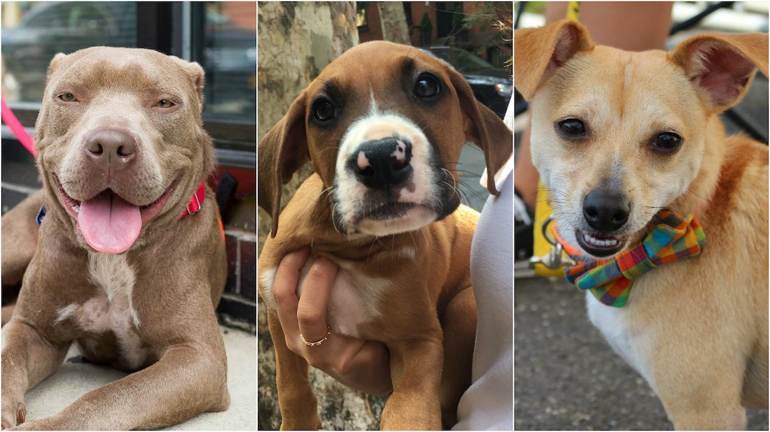 Today's Rescue the Runway features human handlers from <a href="/FDNY/">FDNY</a> and <a href="/NYPD110Pct/">NYPD 110th Precinct</a> – and extreme cuteness – in.amny.com/2dl2ANl