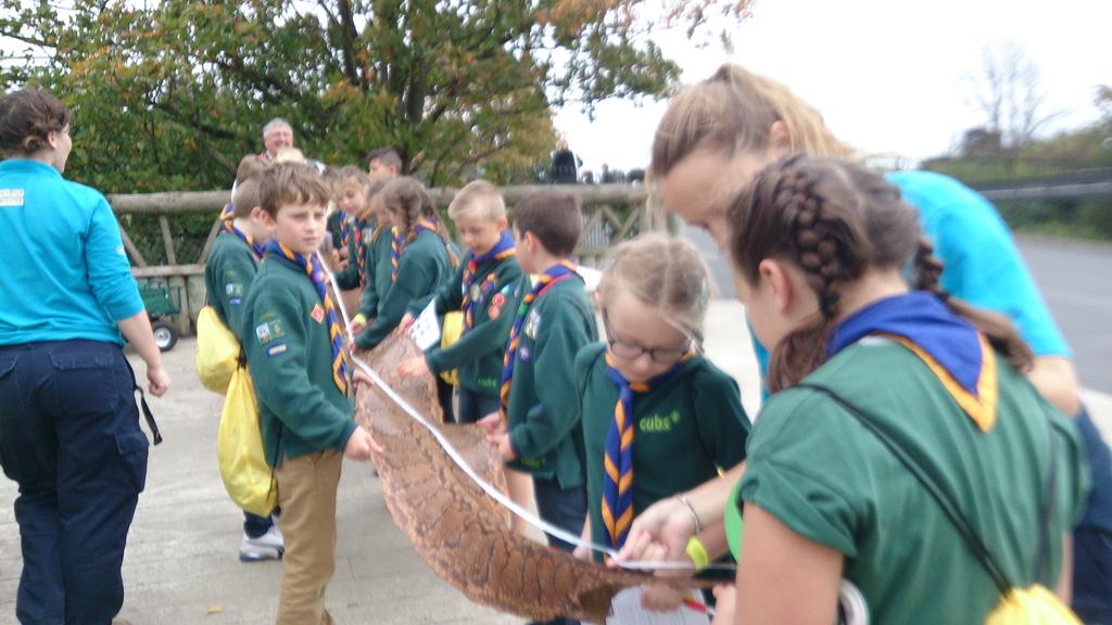 Measuring a snake skin! #Cubs100 <a href="/StaffsCubs/">Staffordshire Cubs</a> <a href="/chesterzoo/">Chester Zoo</a>