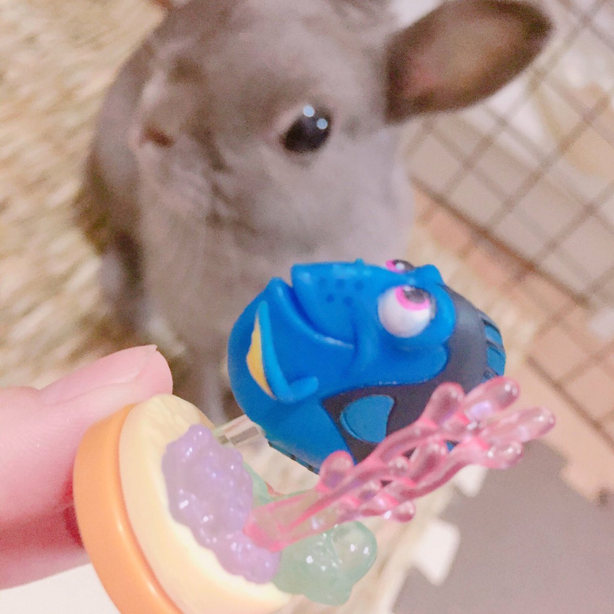 ドリー🐟とあんこちゃん🐰