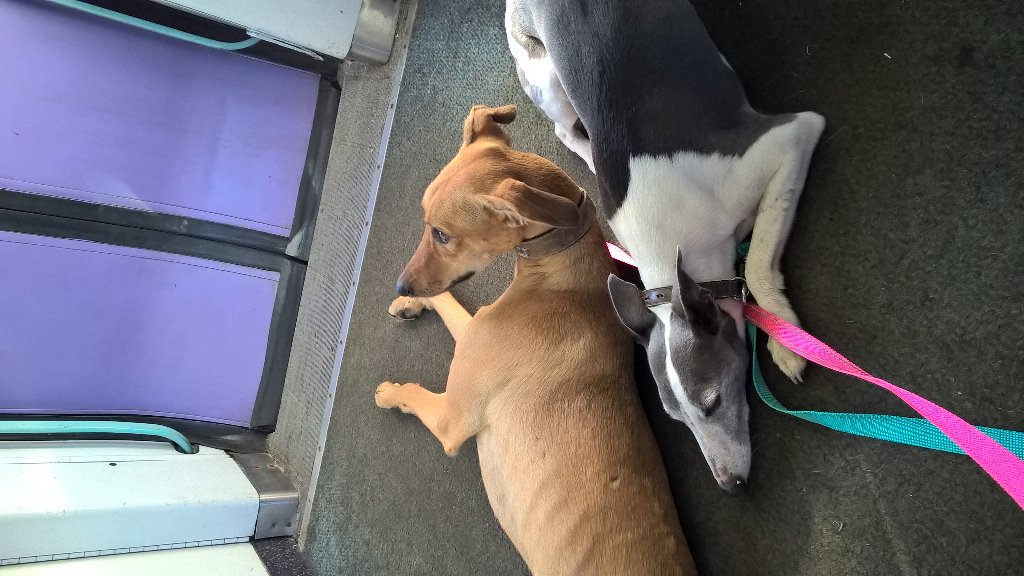Spangle_28's tweet image. The dogs are showing solidarity with Jeremy 🎶 Sittin' on the floor of a train 🎶 Corbyn #scotrail