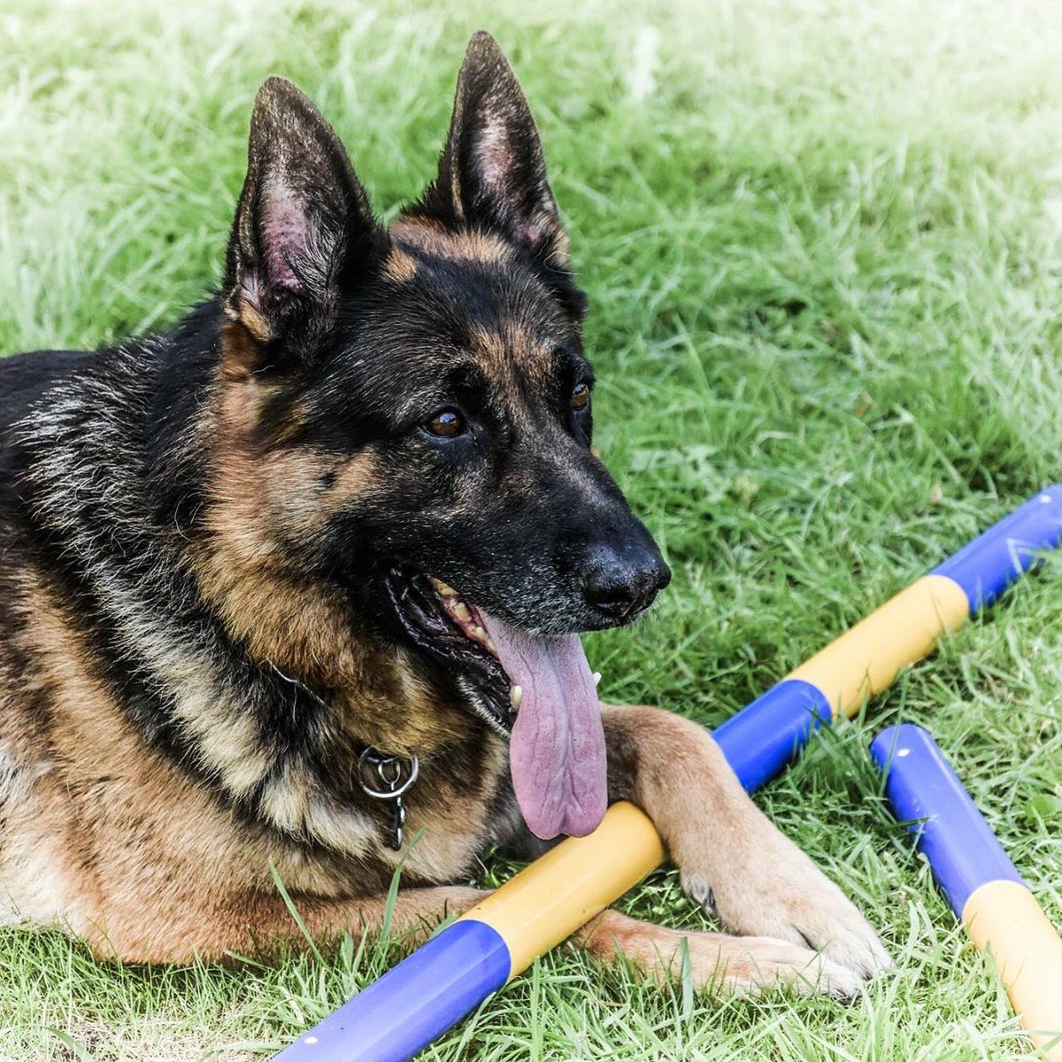 Sam50537673's tweet photo. #germanshepherds #alsations #caninephotography #dogphotography https://t.co/9mVWg1fJB1