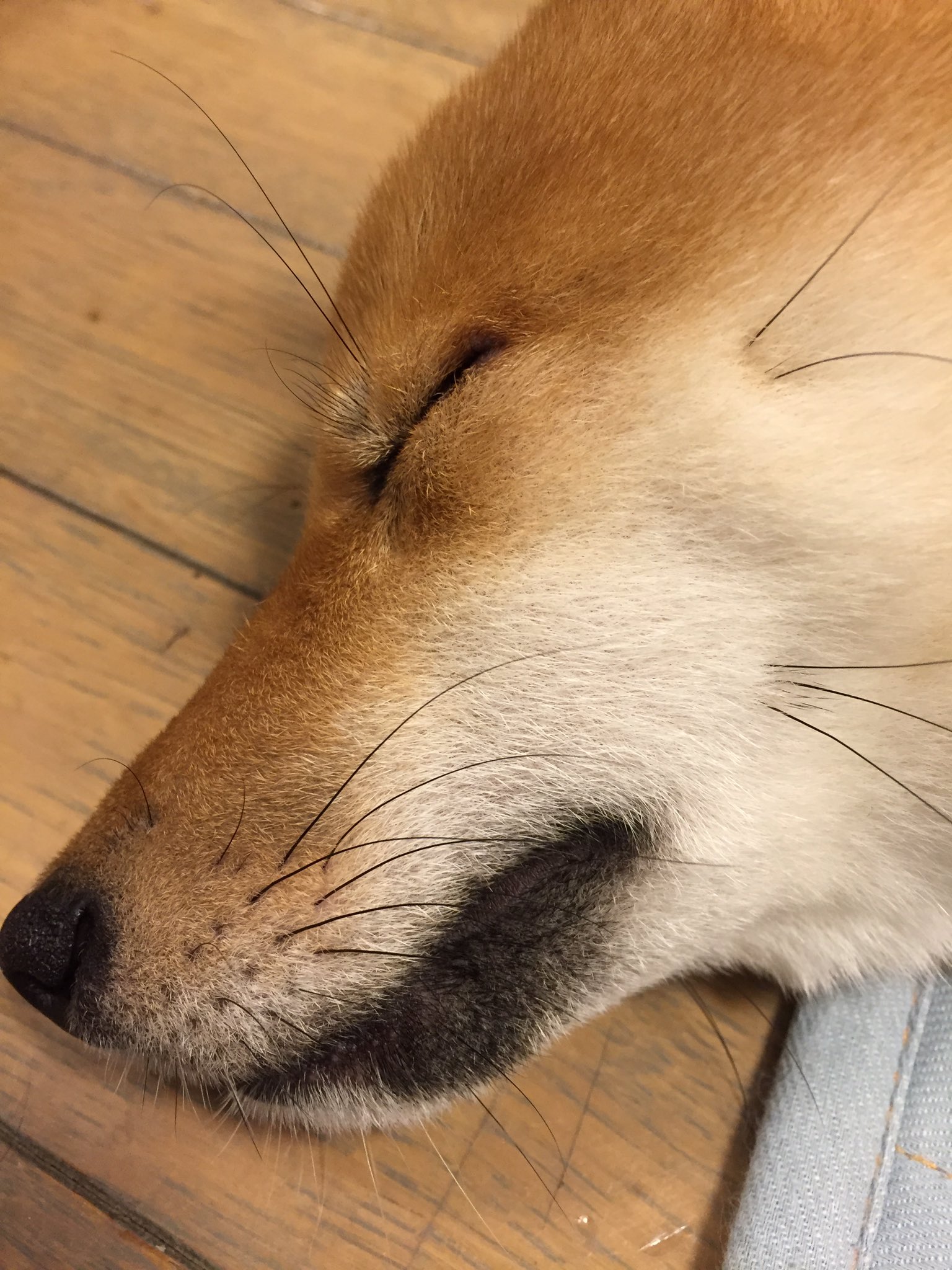 柴犬みかん ゴルハムもなか ほっぺの横のヒゲってみんな生えてるのかしらー 女子なのにくっきりなの T Co Nrgymhddi4 Twitter