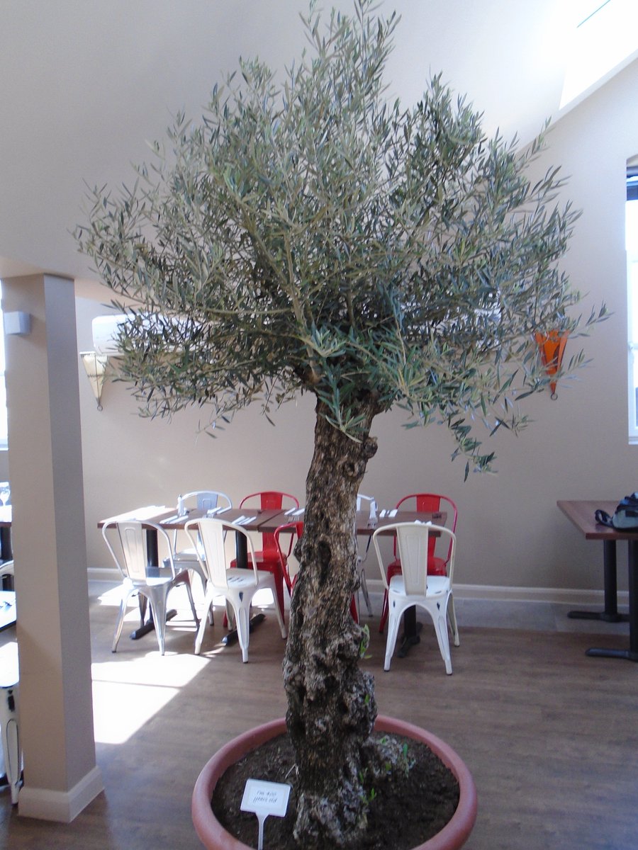 Look at how well our 400 year old Olive tree is doing
#pretty #olives