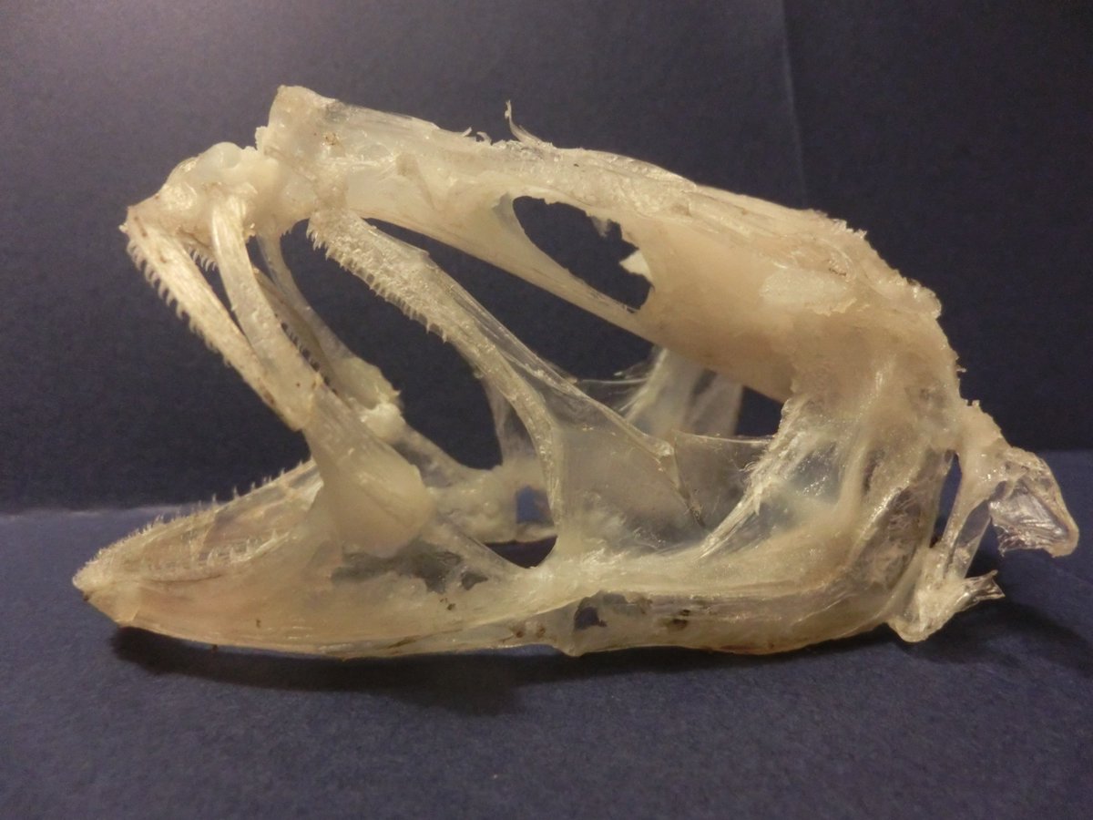 Tsukuru 受験生だけどフィールドには出たい人 シロゲンゲの頭骨の骨格標本が完成しました 深海魚頭骨シリーズ第一号 骨が薄くて柔らかく 軟骨魚のよう 小さいながらも鋭い歯がある 骨格標本作りのススメ T Co 1tkpnybour Twitter