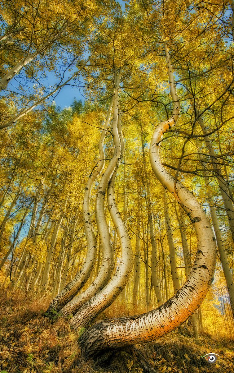 ricksammon's tweet photo. Look deep into nature, and then you will understand everything better. Albert Einstein  @flygirlkpie @CanonUSApro @CanonUSAimaging https://t.co/rAbAwpORlM
