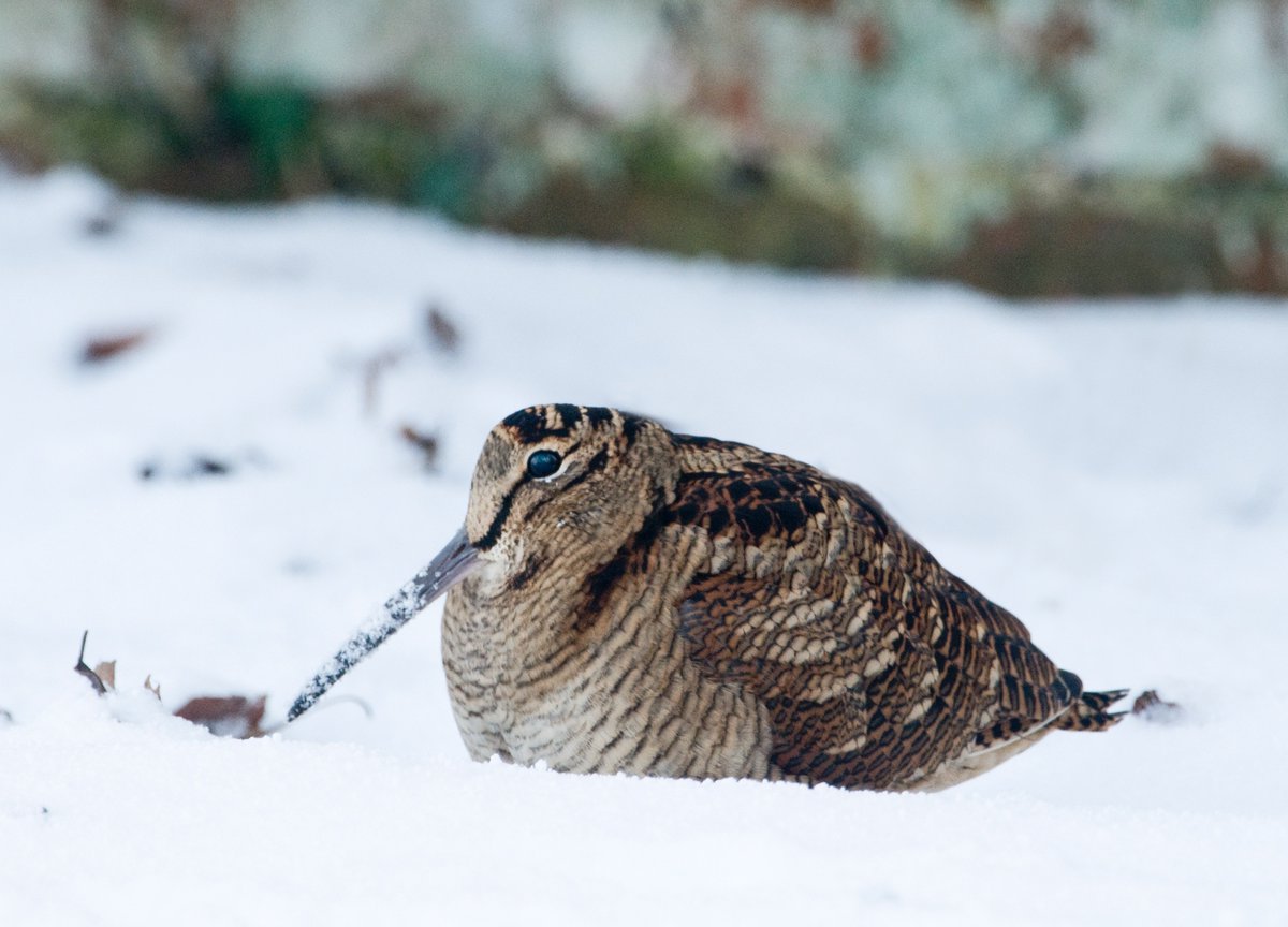 ChrisGPackham's tweet photo. Heres a Woodcock. Its pop' is down 76% in the last 25 years and its still legally shot. Why? https://t.co/FBTcqlX91w https://t.co/8R8Ys4tmGq