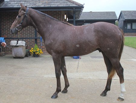 fredarcherracin's tweet photo. #HorseRacingSyndicate, #HorsesforSale - Fred Archer Racing Check out Slideshare - https://t.co/7bGW4gHtco https://t.co/FFpuh40sfT