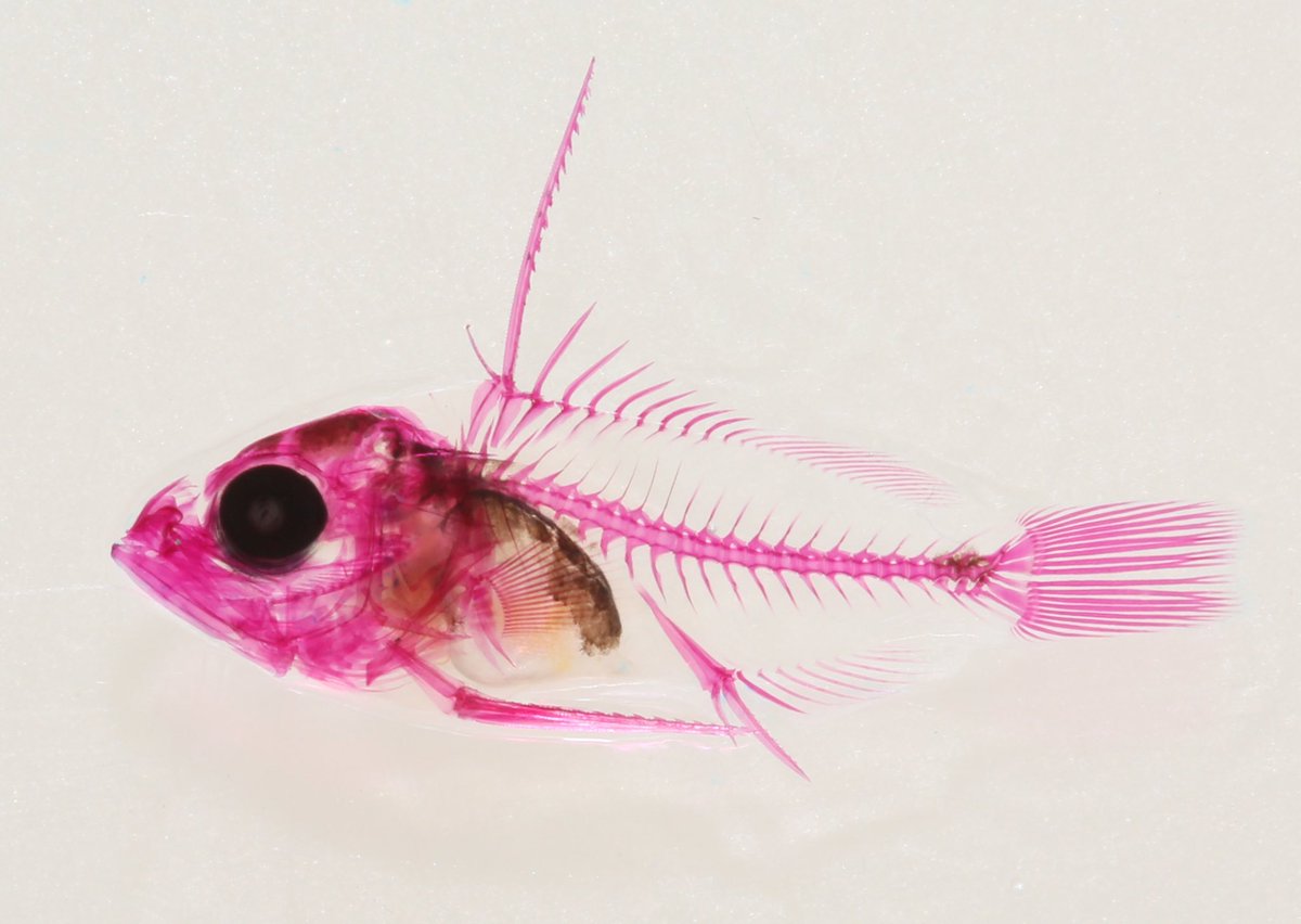 Song He (@rpganubis) on Twitter photo Saturday again! Here is a fish larvae collected by <a href="/MattTietbs47/">Brandon Springer</a>. Due to lack of field nots, we know nothing about it #StainedSaturday Saturday again! Here is a fish larvae collected by <a href="/MattTietbs47/">Brandon Springer</a>. Due to lack of field nots, we know nothing about it #StainedSaturday