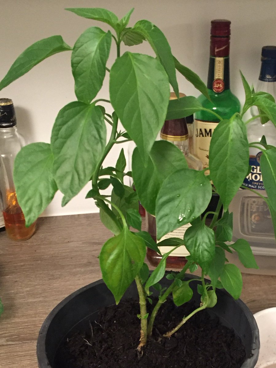 I fed her. I nurtured her. I was the father you could never be <a href="/wahaca/">wahaca</a> and yet Cynthia never produced a chilli