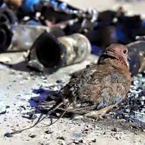 Aljanabe1Ali's tweet photo. #أخبريهم  ،،،

أنكِ لاتنتمين .، لأي #طائفه !!  

# https://t.co/WhtHmQBq7X