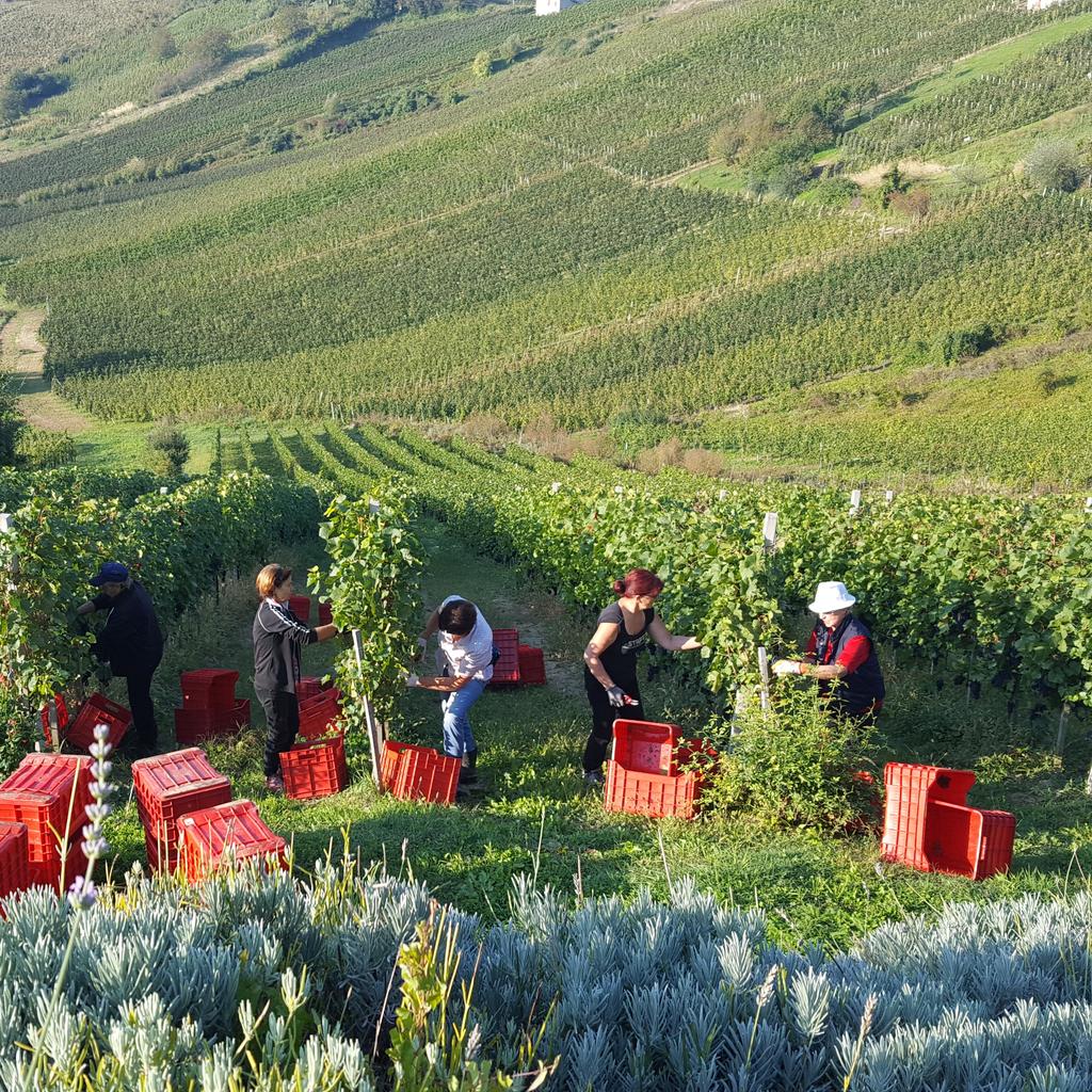 #harvest16 #pinotnoir #Croatia
