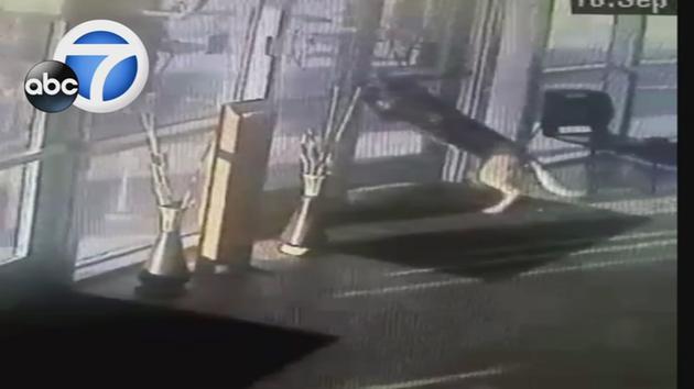 German shepherd gets crafty as she tries to escape from an animal shelter