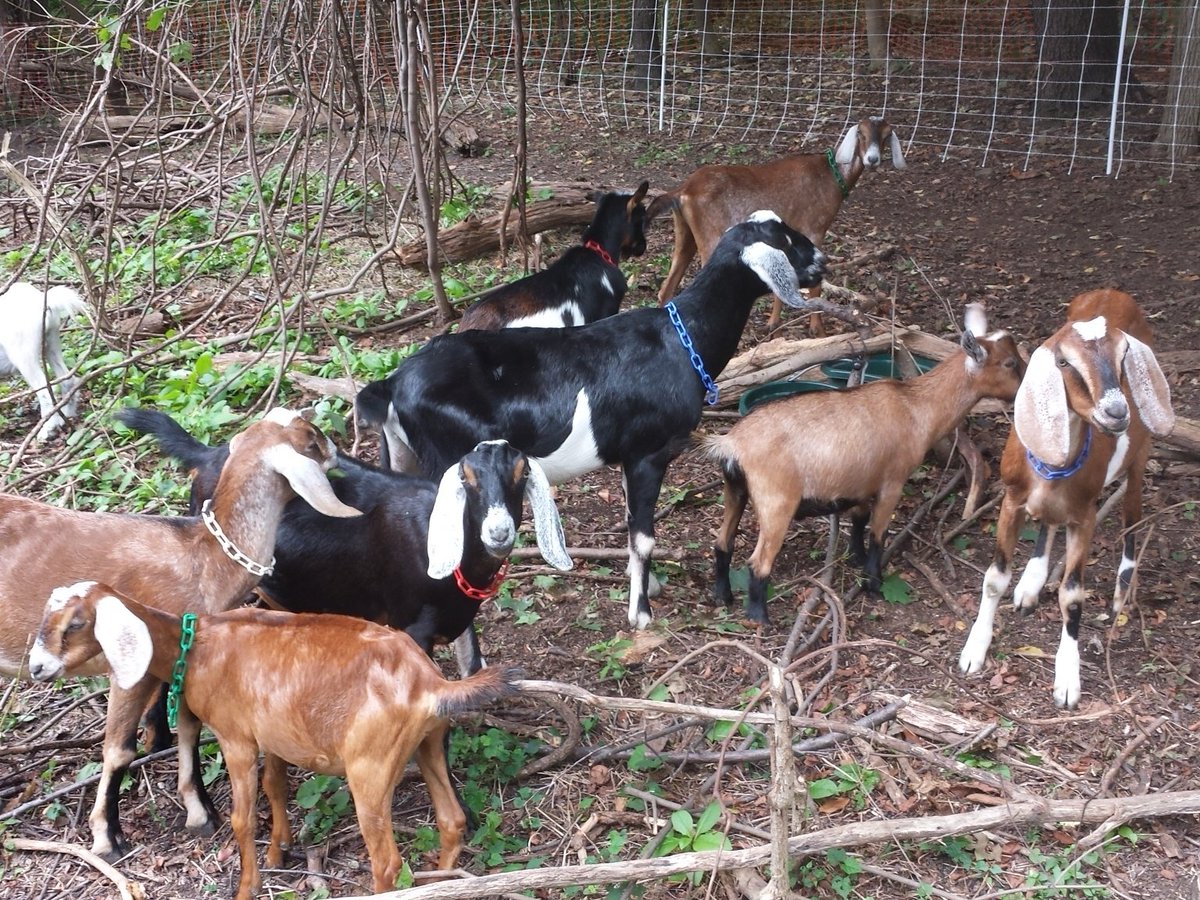 Steel City Grazers tweet media