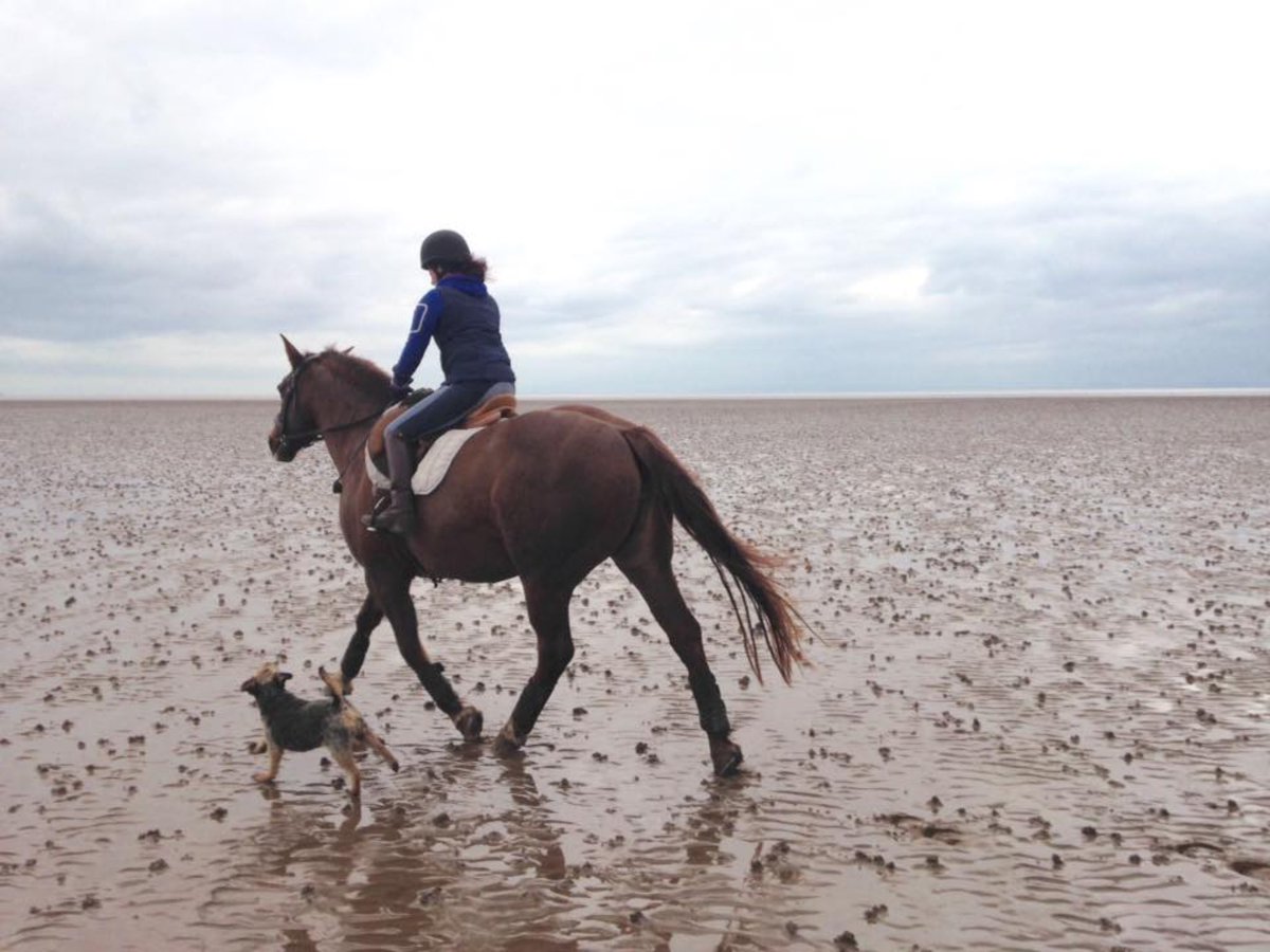 stan_border's tweet image. Another six mile beach run in the bag early doors today wOoF wOoF