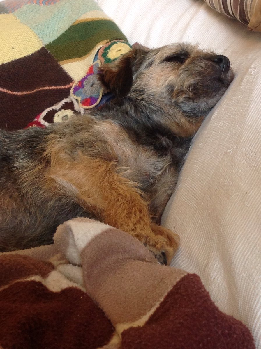 stan_border's tweet image. Post beach run mid afty snoozzzzzzzze #terriersnoring