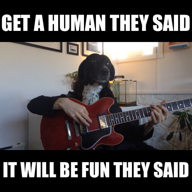 MojoSoundtrack's tweet photo. Meet my new studio intern! #doglabor #payingwithsnacks #meme https://t.co/pQtcnX2YZP
