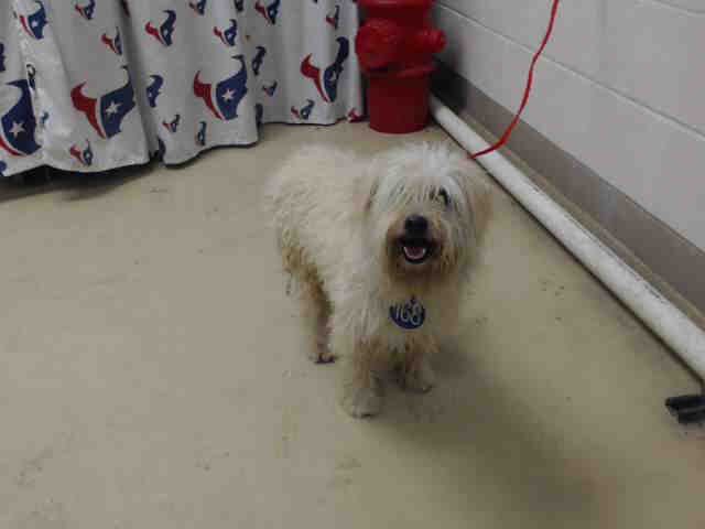 DeathRowDogs_'s tweet photo. Another scruffer pupper. Can't see the haters. Possibly going through his emo phase. Available at Harris County https://t.co/ITORSAeU8C