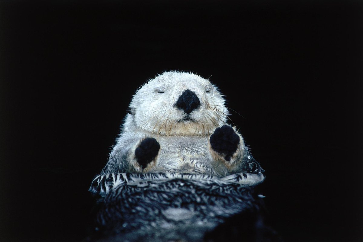 Discovery's tweet image. This week was Sea Otter Awareness Week! These adorable creatures play an integral role in nearshore ecosystems!