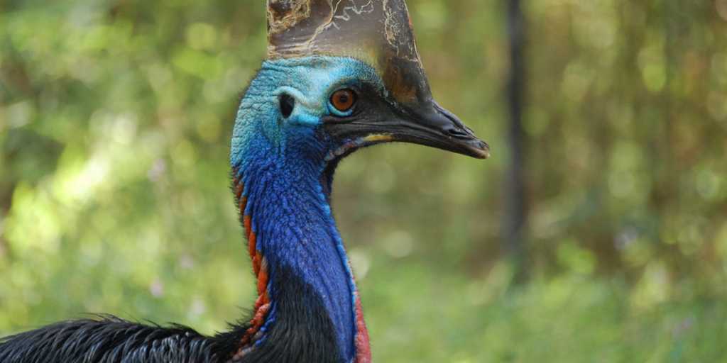 Come say hi to Roscoe.  Today is #WorldCassowaryDay.