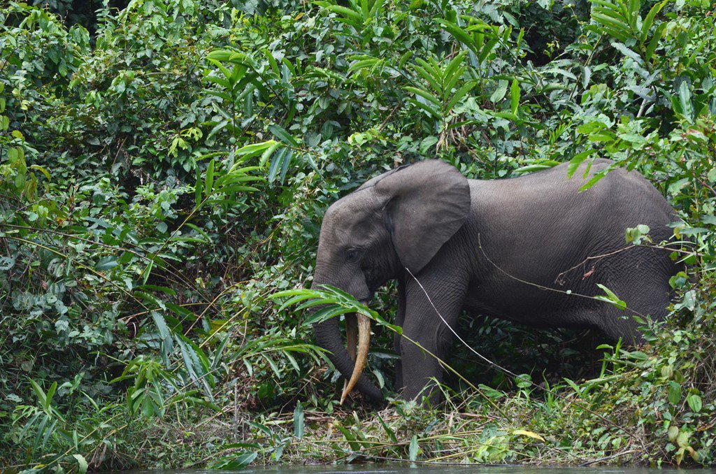 Amazing - 15 elephants were recently spotted crossing the river in <a href="/aspinallcharity/">Aspinall Foundation</a> #Gabon!