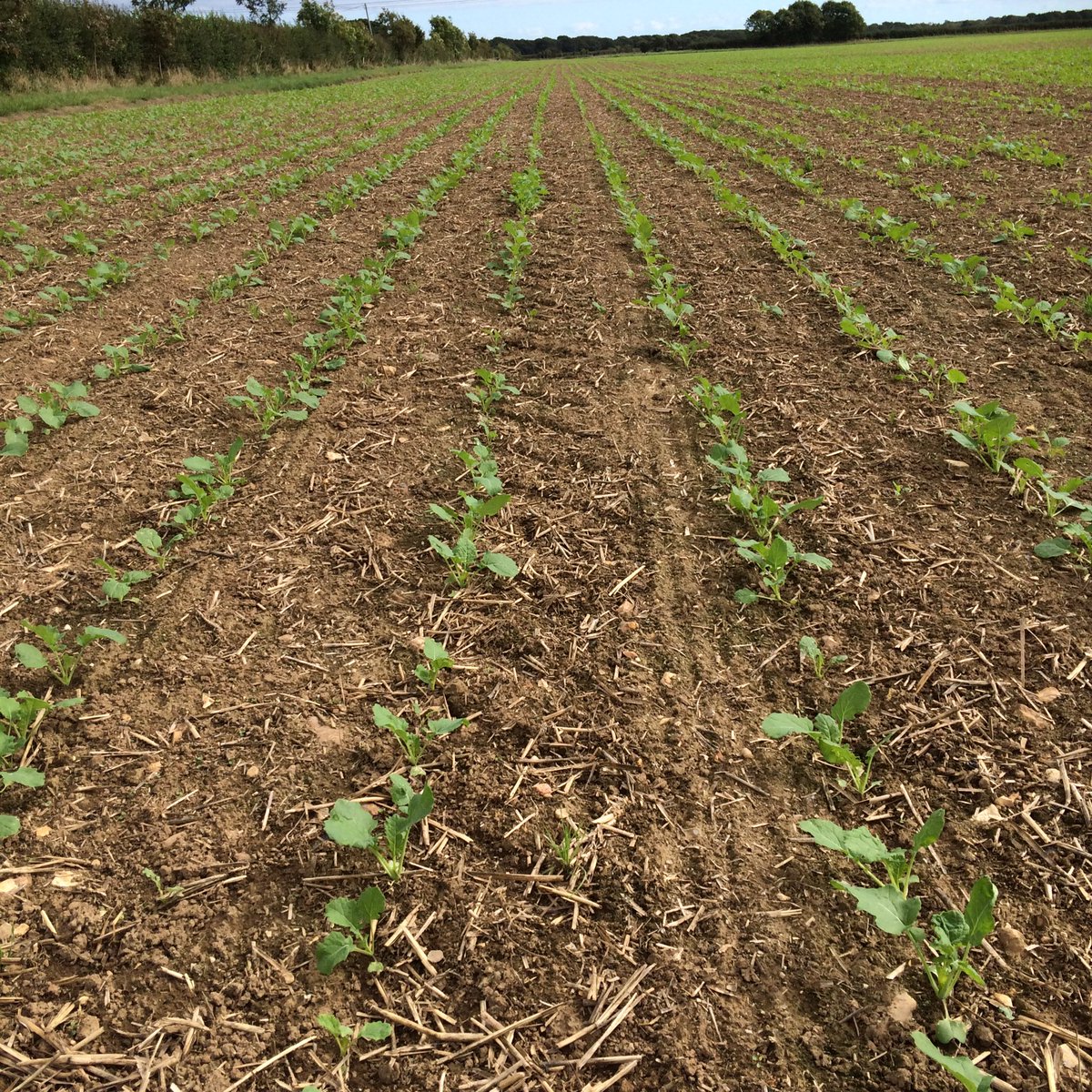 After seeing many challenged OSR crops this week  - great to see this precision drilled crop <a href="/velcourt/">Velcourt</a> - Woodsford