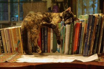 noveliciouss's tweet photo. I have always imagined that #Paradise will be a kind of #library
— Jorge Luis Borges
#reading #writing #bookslover https://t.co/NYwNVgbWa9