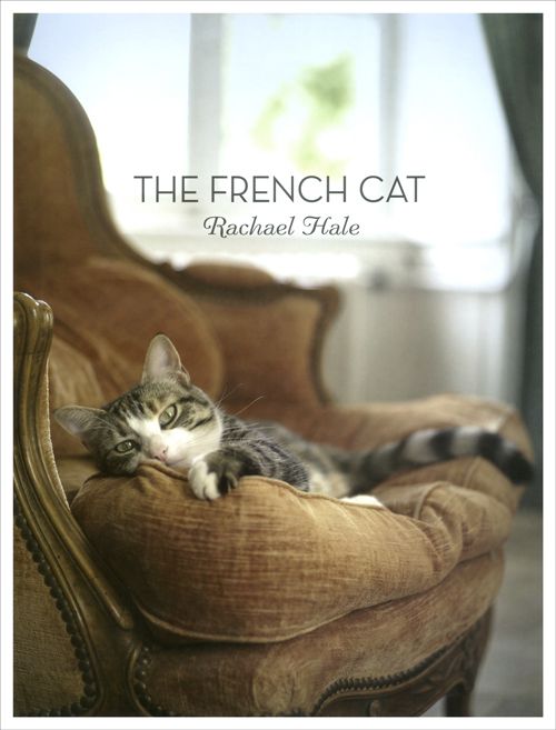 Allthatischi1's tweet photo. #French Dog / French Cat # Rachael Hale  #lifestyle https://t.co/feZX0JPNno https://t.co/KRMGKtOig1