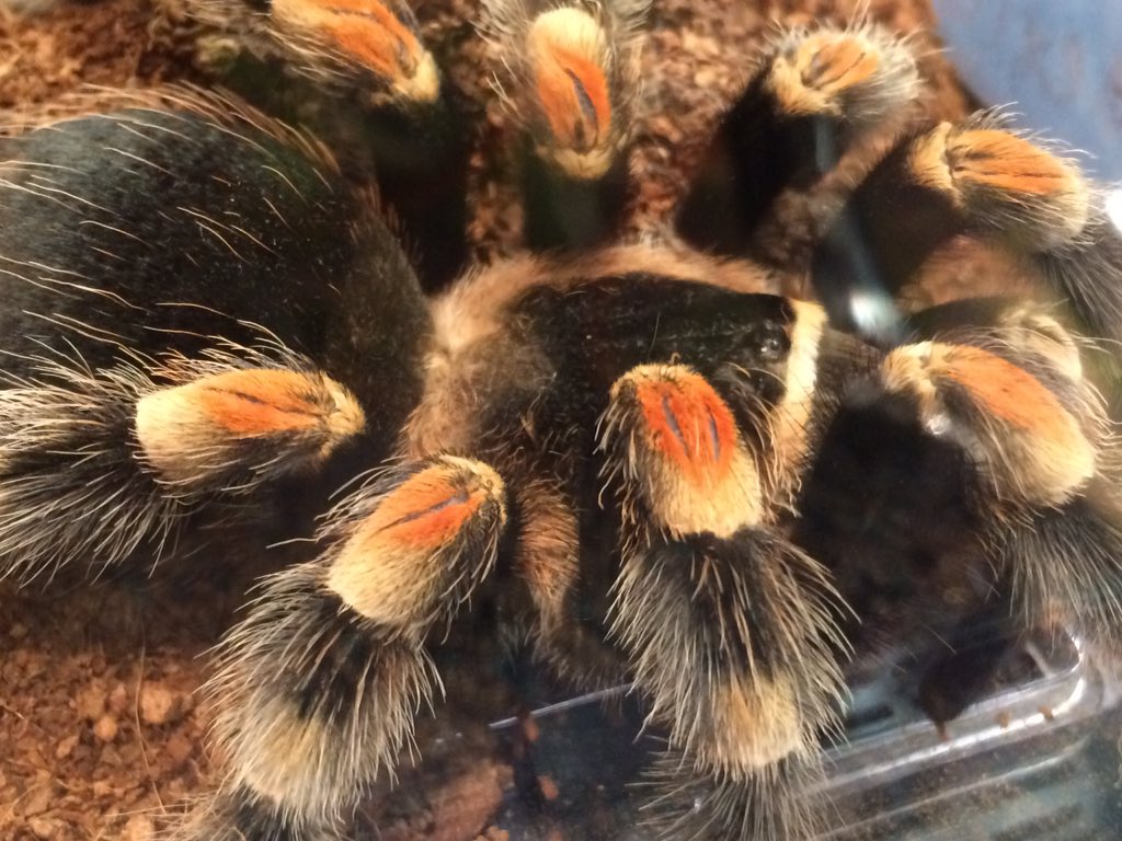 OriginalBugNerd's tweet photo. Beautiful Mexican Red-Knee tarantula at #STEMBugs! #ICE2016 https://t.co/nqjO0l2neG