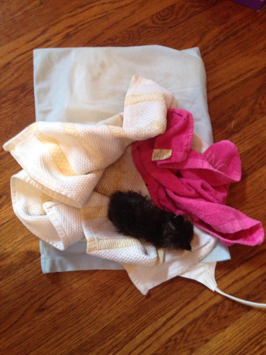 rawbaconslim's tweet photo. Found an abandoned newborn kitten on sidewalk today.  Let me know if you have a nursing mother cat and could take it! #merionvillage #kitten https://t.co/mS17yuRjgU