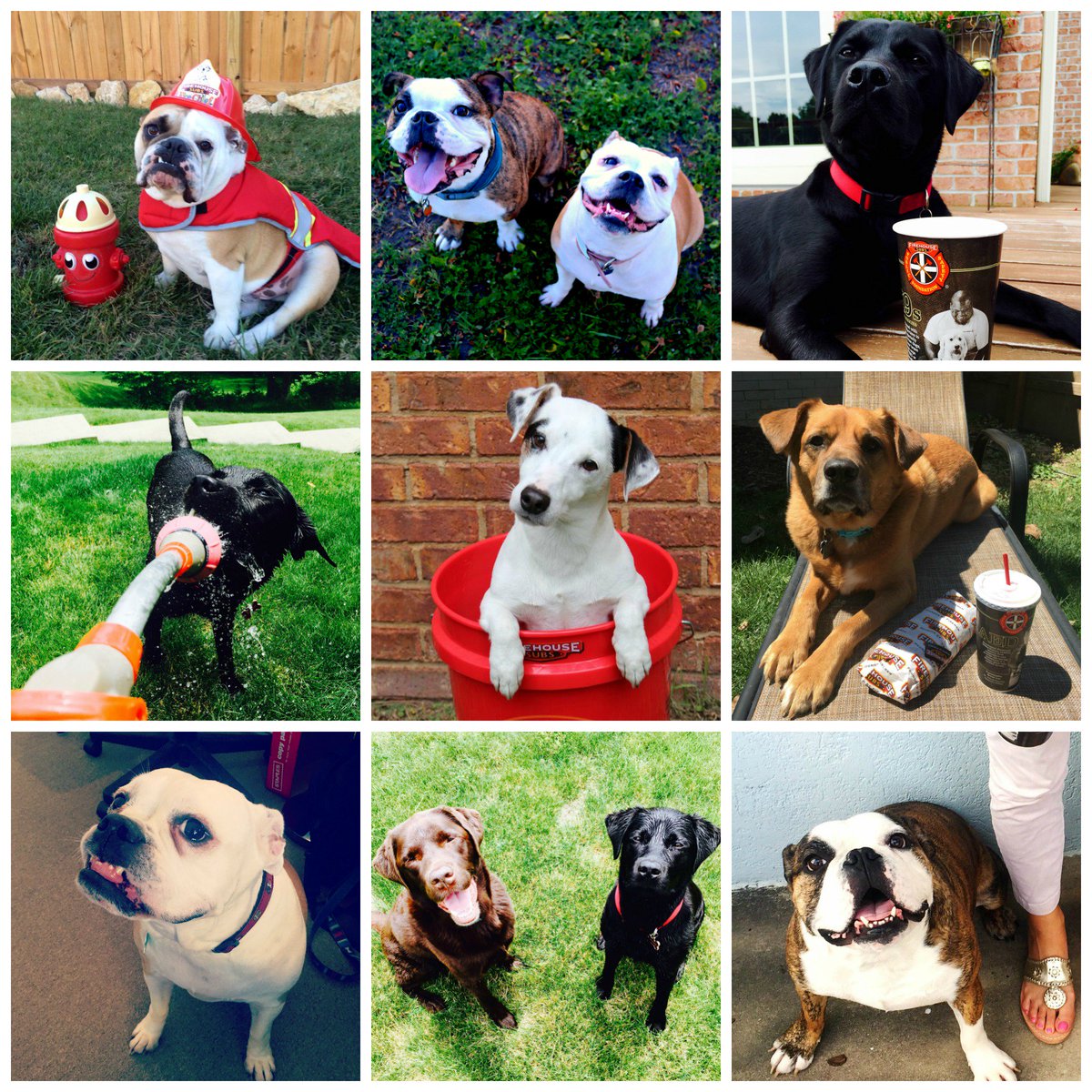 FirehouseSubs's tweet photo. Thx to you, #DogsOfFirehouse was a huge success w/over $425 donated to @savinglives K9 Fund! Thx to all humans & their four-legged heroes! https://t.co/9HVRVmvR7U