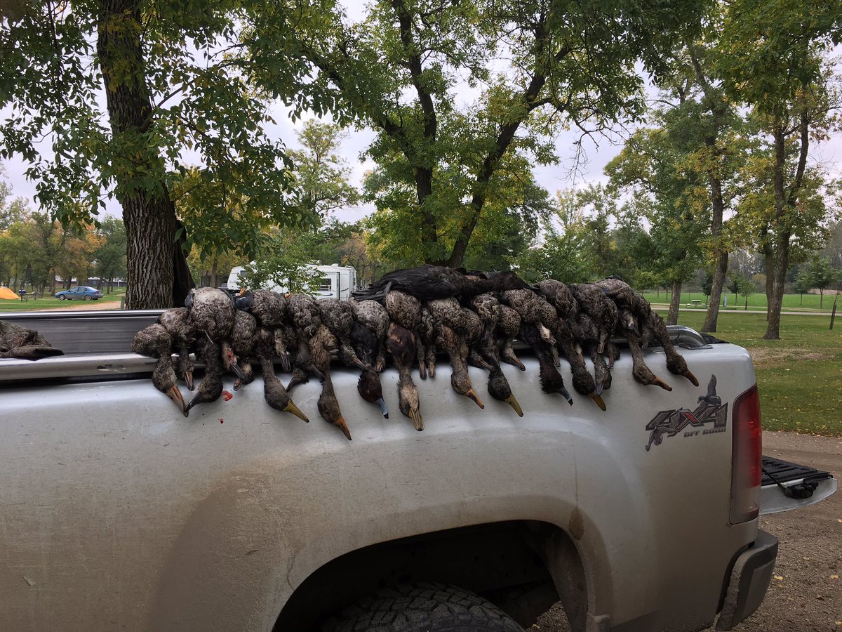 Good opener #ducks #teal #mallards #redheads #spoonbill <a href="/BigDogDuckCalls/">Big Dog Duck Calls</a>