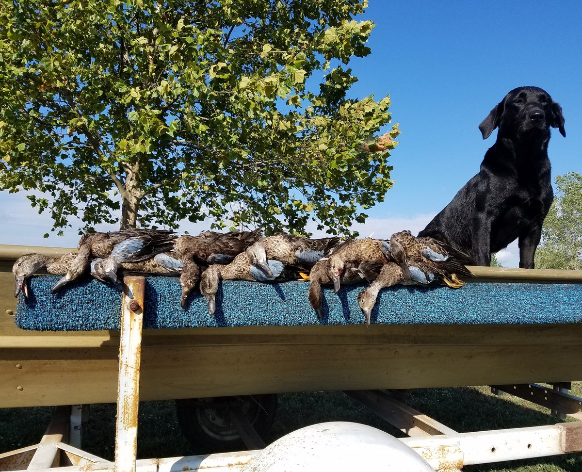 duck_slam's tweet photo. Ended the day with 10 total. Super proud of Sydney she retrieved all of them with a few 50+ yard retrieves! #DCO #duckdog #waterfowl https://t.co/h0DcppsuoY