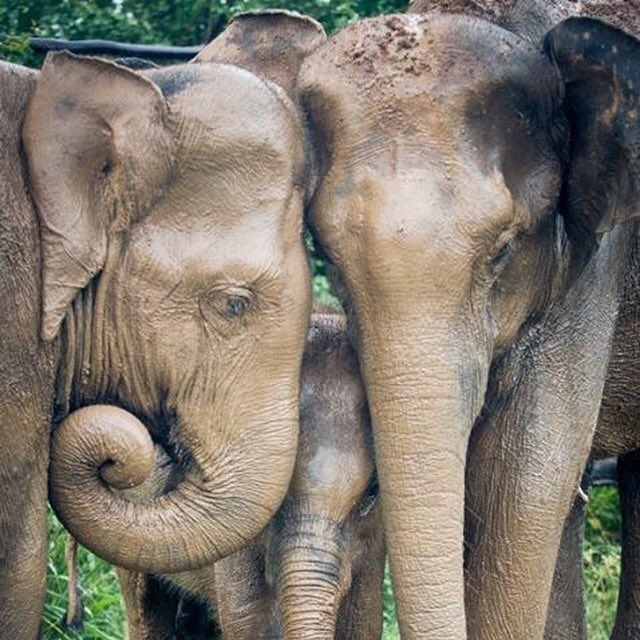BushWarriors's tweet photo. March for #elephants #DemandAppendix1
#Notrade
#endangered
#elephants
#banivotytrade https://t.co/2rIsnzHyY3