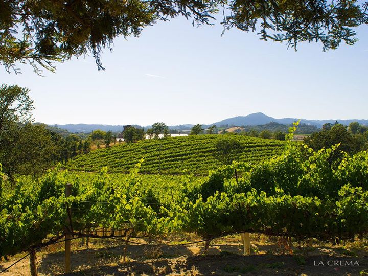 LaCremaWines's tweet image. Join us at the estate this weekend to enjoy the @PCAMAirShow with a bottle of wine atop our beautiful knoll. #WOWC